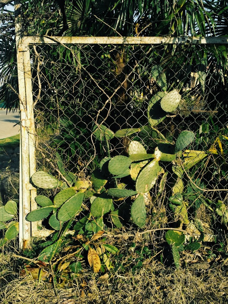A vibrant cactus intertwined with a wire fence, showcasing nature's resilience against urban structures.