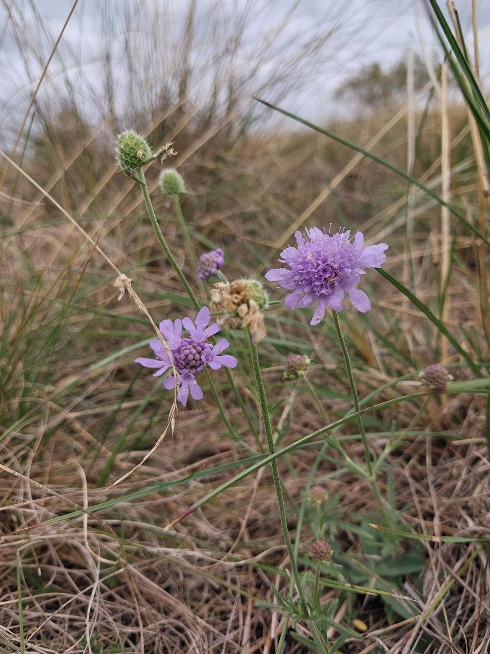Scabiosa canescens